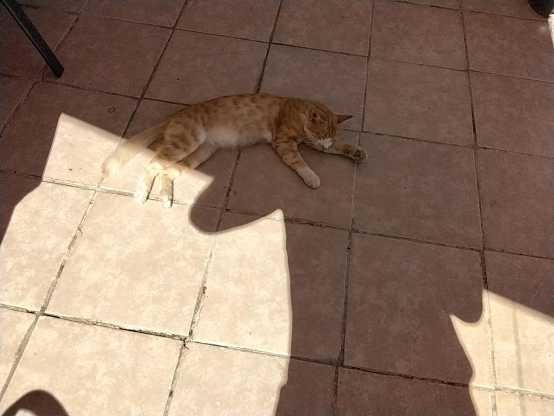 Ralloy Hoyse Sami  Dış mekan fotoğraf